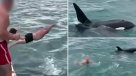 Hombre saltó contra una orca para tocarla: Nueva Zelanda lo tildó de "estúpido"