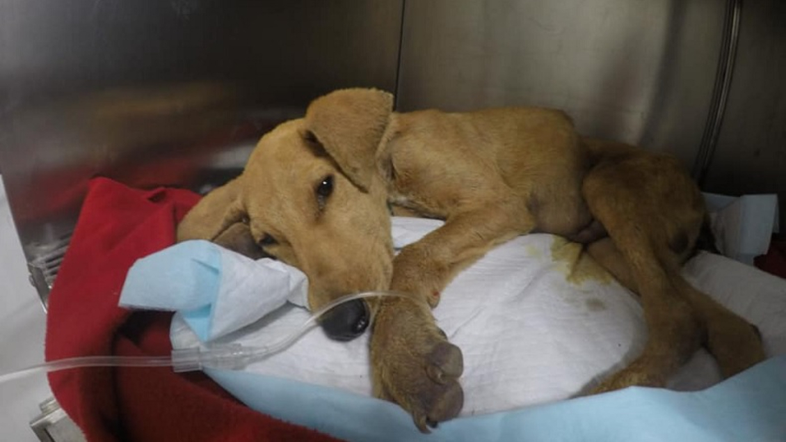 Corte de Apelaciones confirmó condena por maltrato animal en Arica