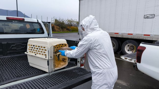 Sernapesca trasladó a pingüino de Humboldt a centro de rehabilitación en Rancagua