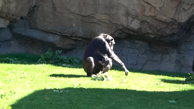   Chimpancé no se separa de su cría muerta hace tres meses: Aún está en duelo 