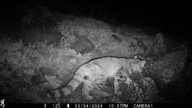 Inédito avistamiento de un gato andino en los cerros de Santiago