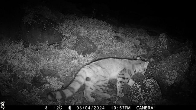   Inédito avistamiento de un gato andino en los cerros de Santiago 