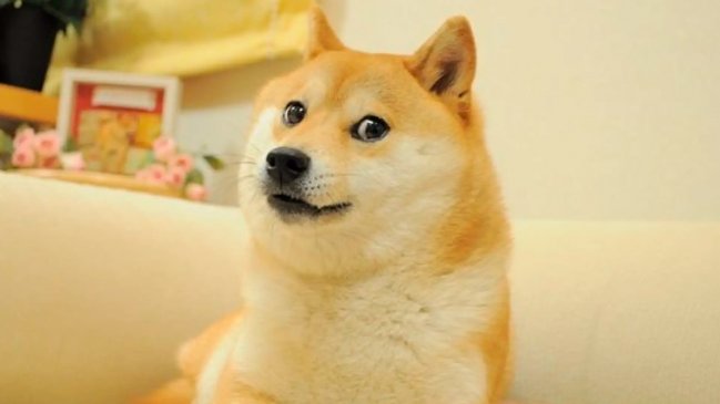 Murió Kabosu, la perrita que inspiró el meme Doge y la criptomoneda Dogecoin