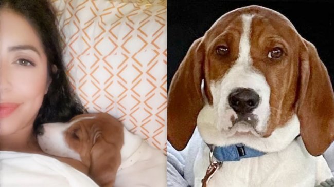 Entregó a su perro para que lo sacrificaran y lo encontró en adopción un año después