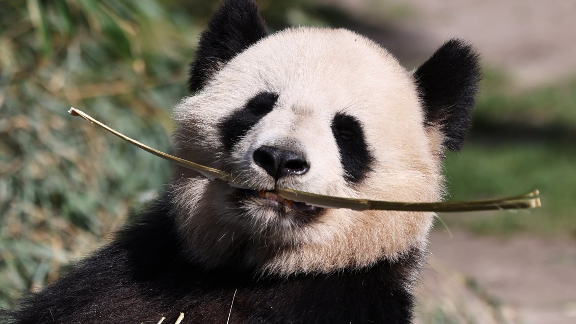 China enviará dos pandas gigantes al Zoológico Nacional de Washington