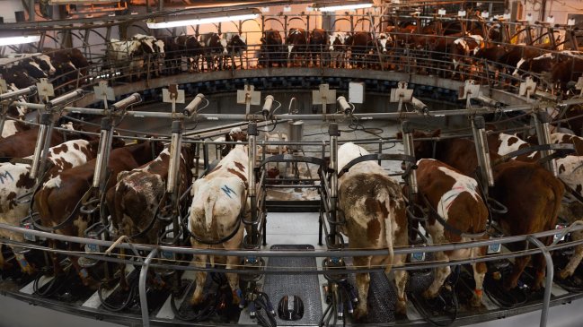 Trabajador de lechería es el tercer caso humano de gripe aviar en EEUU