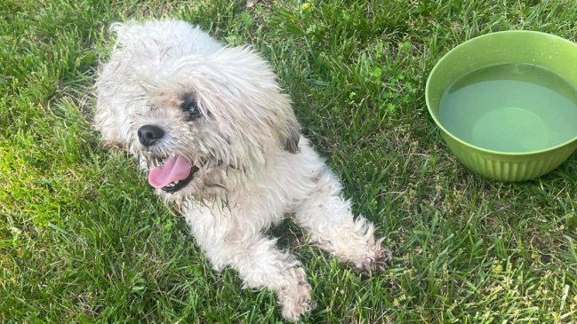 Policía de EEUU mató a tiros a perro sordo y ciego: Tuvo 
