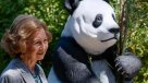 Reina Sofía dio la bienvenida a nuevos pandas del Zoológico de Madrid