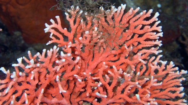 Hallan el hidrocoral rojo más austral del mundo en el Estrecho de Magallanes