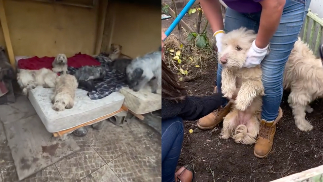 13 perritos quedaron abandonados en Maipú tras muerte de su dueña