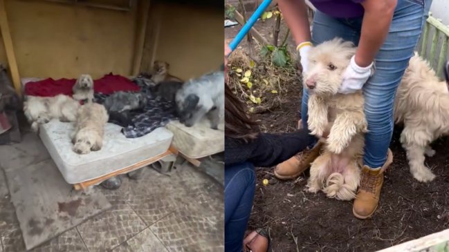 13 perritos quedaron abandonados en Maipú tras muerte de su dueña