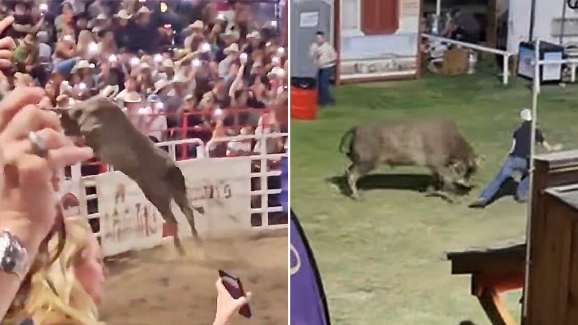 [Video] Toro saltó la cerca y embistió contra el público en rodeo de ...