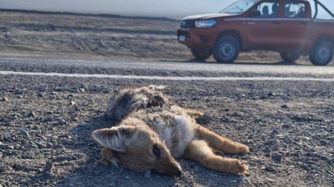 Zorro chilla muere atropellado en límite del Parque Nacional Morro Moreno