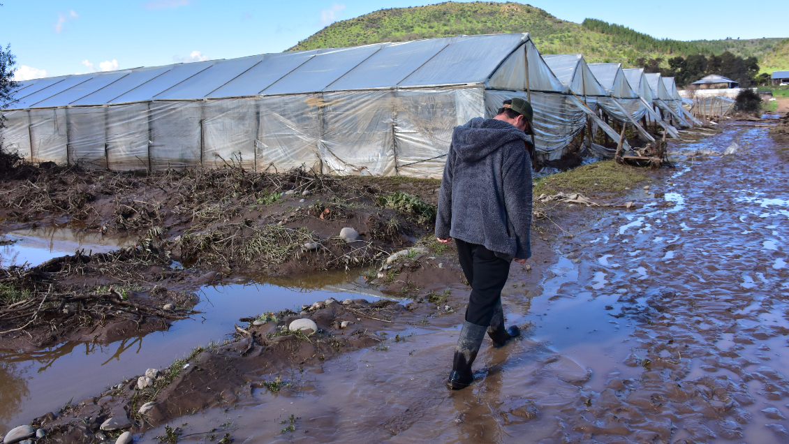 Bajas temperaturas, nieve y lluvias causan estragos en agricultura de La Araucanía