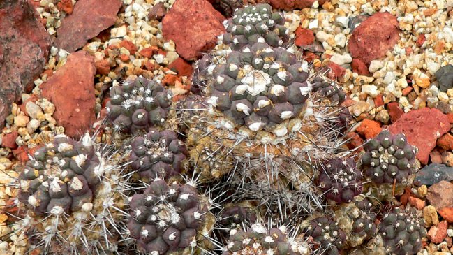 Por moda internacional: Comercio ilegal de cactus chileno lo tiene al borde de la extinción