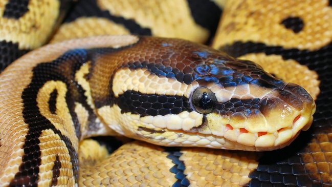 Encuentran el cadáver de una mujer en el interior de una pitón en el centro de Indonesia