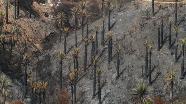Sujeto que provocó fatal y destructivo incendio en Viña del Mar fue condenado a cuatro años de cárcel