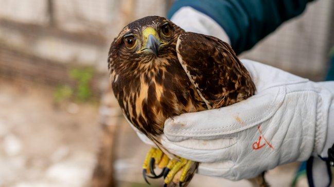 Liberan a peuco rescatado durante el temporal en la Región del Biobío