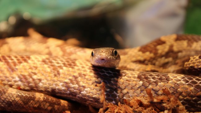 Viajero escondió en sus pantalones 104 serpientes vivas