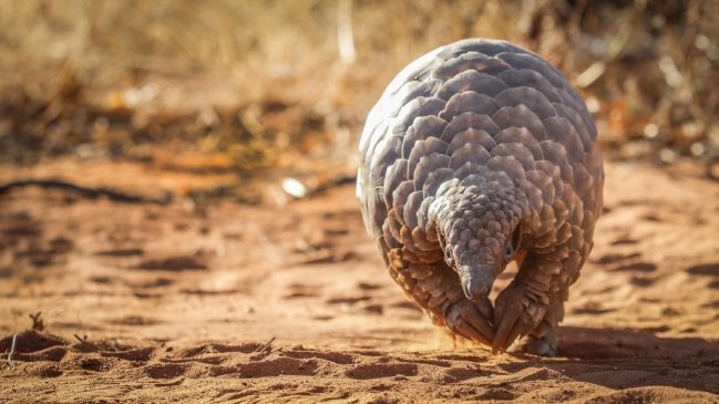 Nació en el zoológico de Praga la segunda cría de pangolín chino en Europa