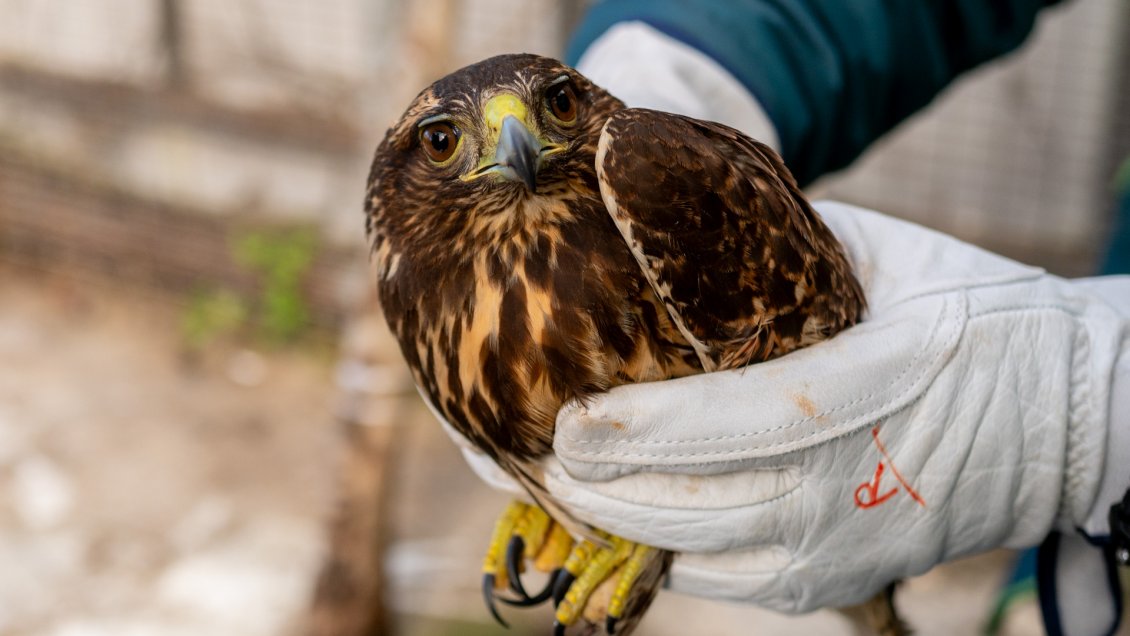 Liberan a peuco rescatado durante el temporal en la Región del Biobío