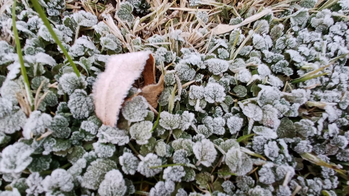 Heladas en La Araucanía: Gremios y autoridades piden medidas extraordinarias