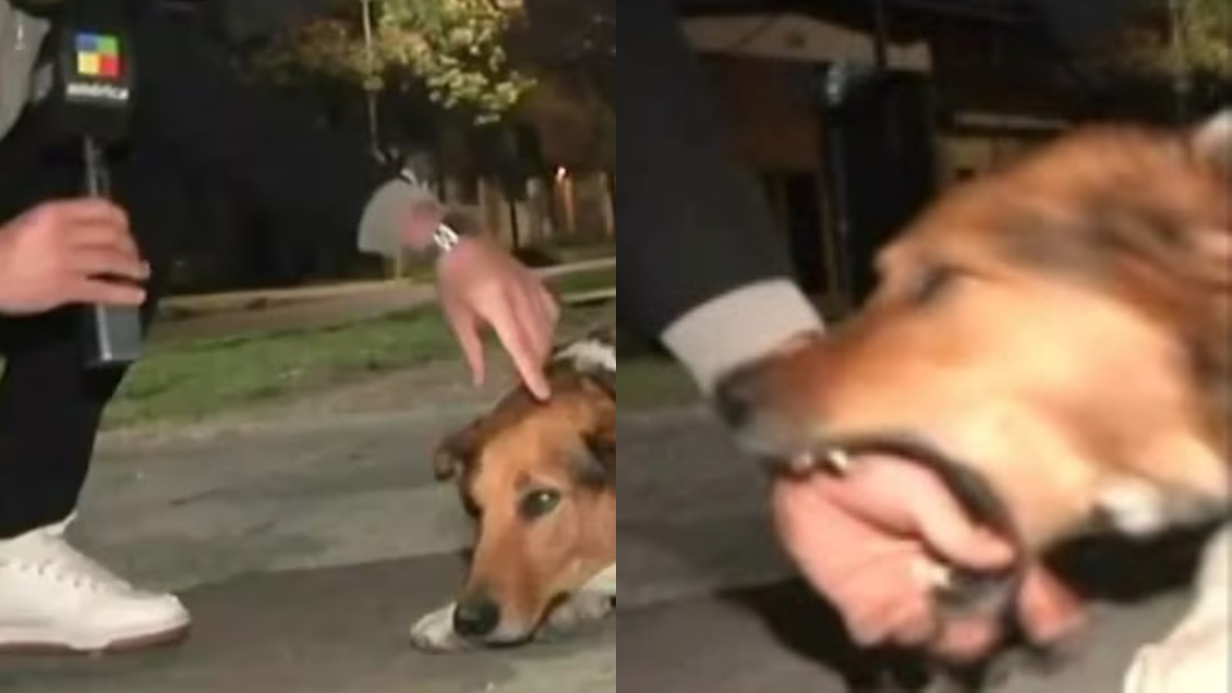 Periodista intentó acariciar un perro y terminó volviéndose viral