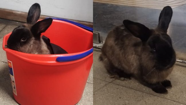 Encuentran conejito en el Metro: Buscan a sus dueños