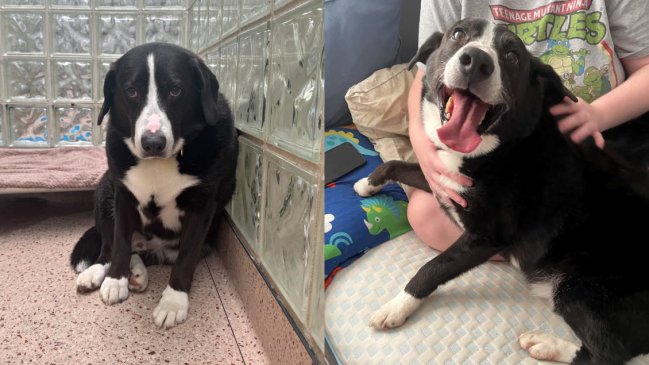 Perrito fue devuelto a refugio tras 8 años y redes sociales le encontraron un nuevo hogar