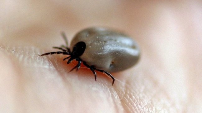 Hombre murió por la picadura de una garrapata en España