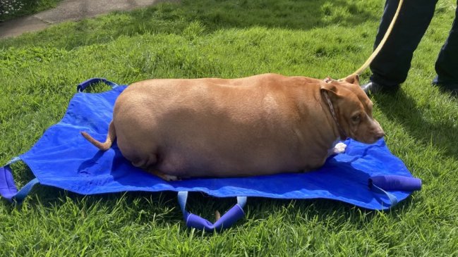 Mujer sobrealimentó a su perro de 53 kilos hasta matarlo: Fue a prisión