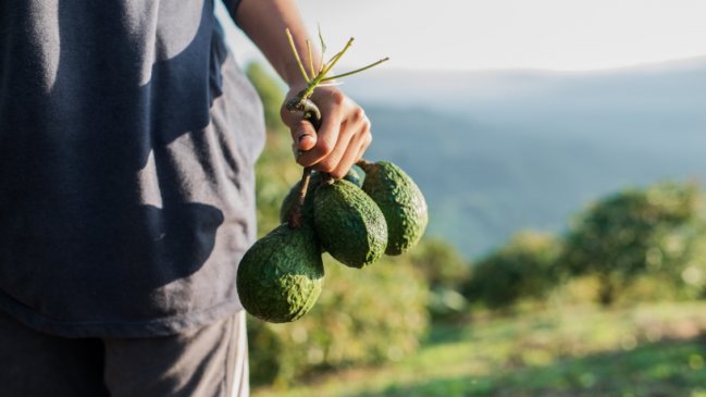 Hombre quedó en prisión preventiva tras robar 7 kilos de paltas de una casa en Coelemu
