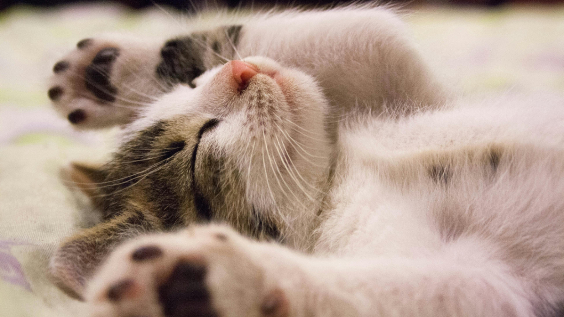 Día Internacional del Gato: ¿Por qué se celebra este 8 de agosto y en otras dos fechas?