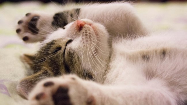 Día Internacional del Gato: ¿Por qué se celebra este 8 de agosto y en otras dos fechas?