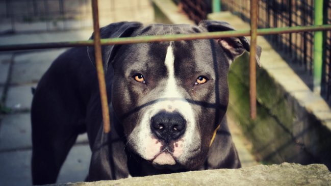 Anciano sufrió amputación de sus brazos tras ataque de perros pitbull