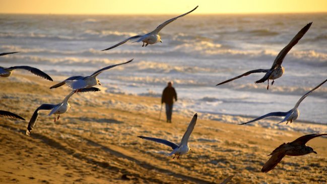 Detectan gripe aviar 