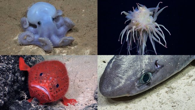 Descubren monte submarino y 20 especies desconocidas frente a las costas de Chile