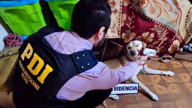 Tras denuncia ciudadana: PDI detuvo en Arica a imputado por maltrato animal