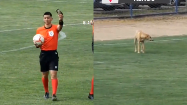 Teléfono perdido y un perro en la cancha: La llamativa secuencia en Segunda División