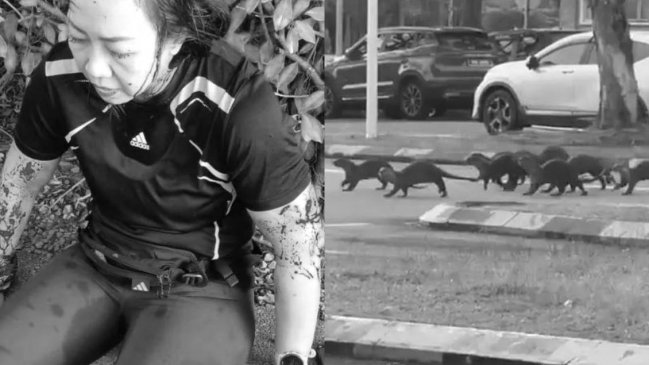 Mujer fue brutalmente atacada por nutrias mientras trotaba en Malasia