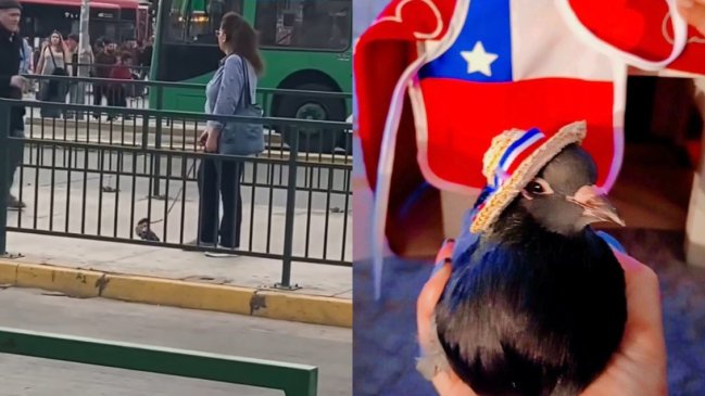 Mujer causa furor al pasear a paloma con arnés en Maipú: Su nombre es Octavio