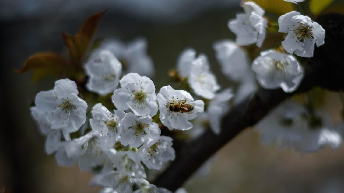 Ante alta demanda en China: Evalúan adelantar temporada de cerezas chilenas