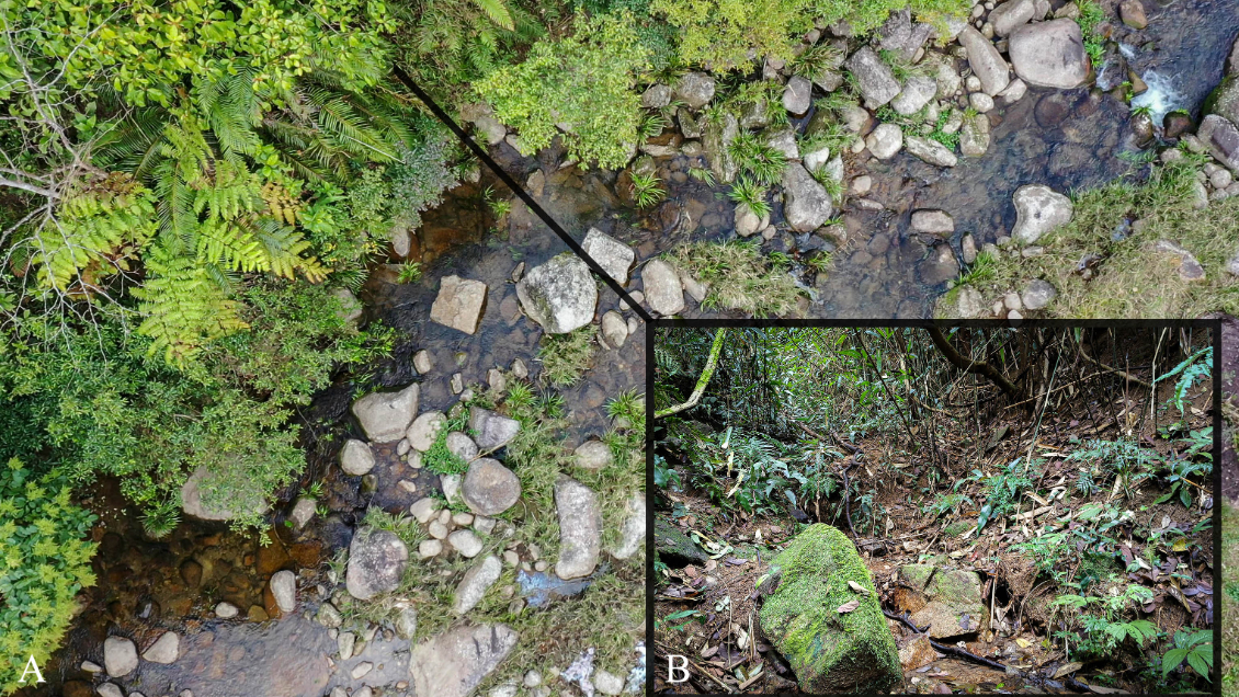 Descubren nueva especie de sapo en provincia sureña china de Guangdong