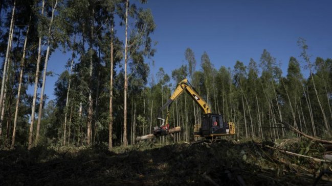 China sigue siendo el principal destino de las exportaciones forestales y agropecuarias de Chile