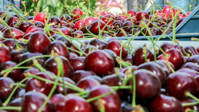 Primeros cargamentos de cerezas chilenas comenzaron a llegar a los puertos chinos