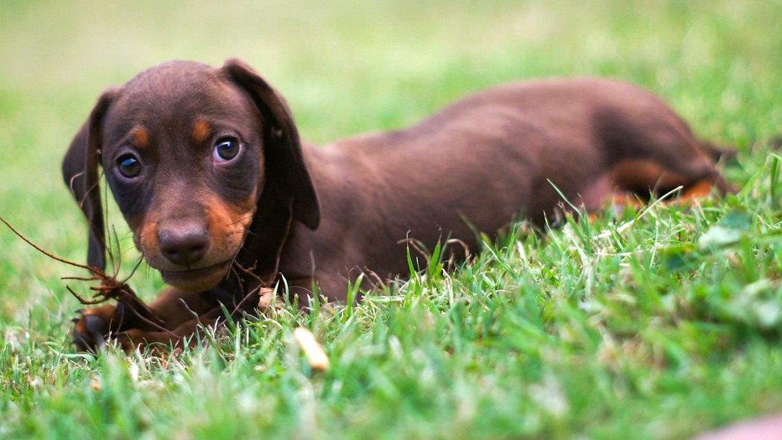 Daño colateral: Perrito huyó durante 
