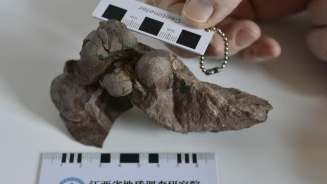 Descubren en China fósiles de huevos de dinosaurio más pequeños del mundo