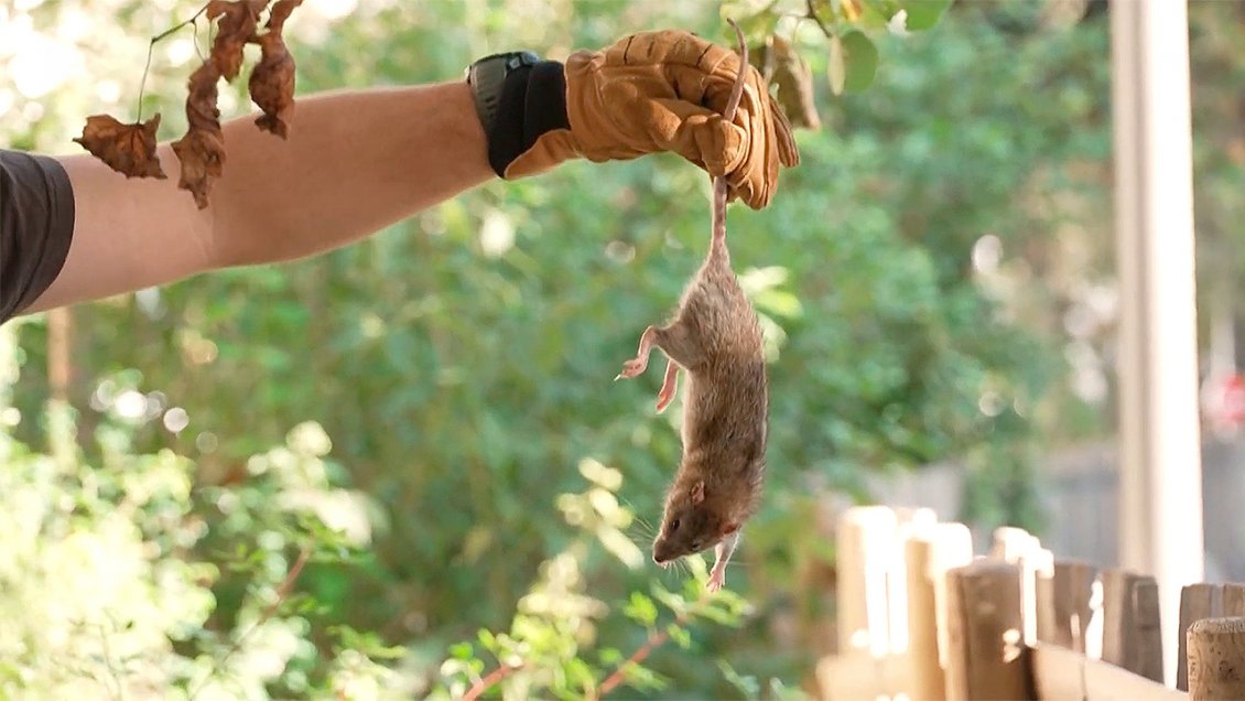 [Video] Hurones ayudan a combatir plaga de ratas en Marsella ...