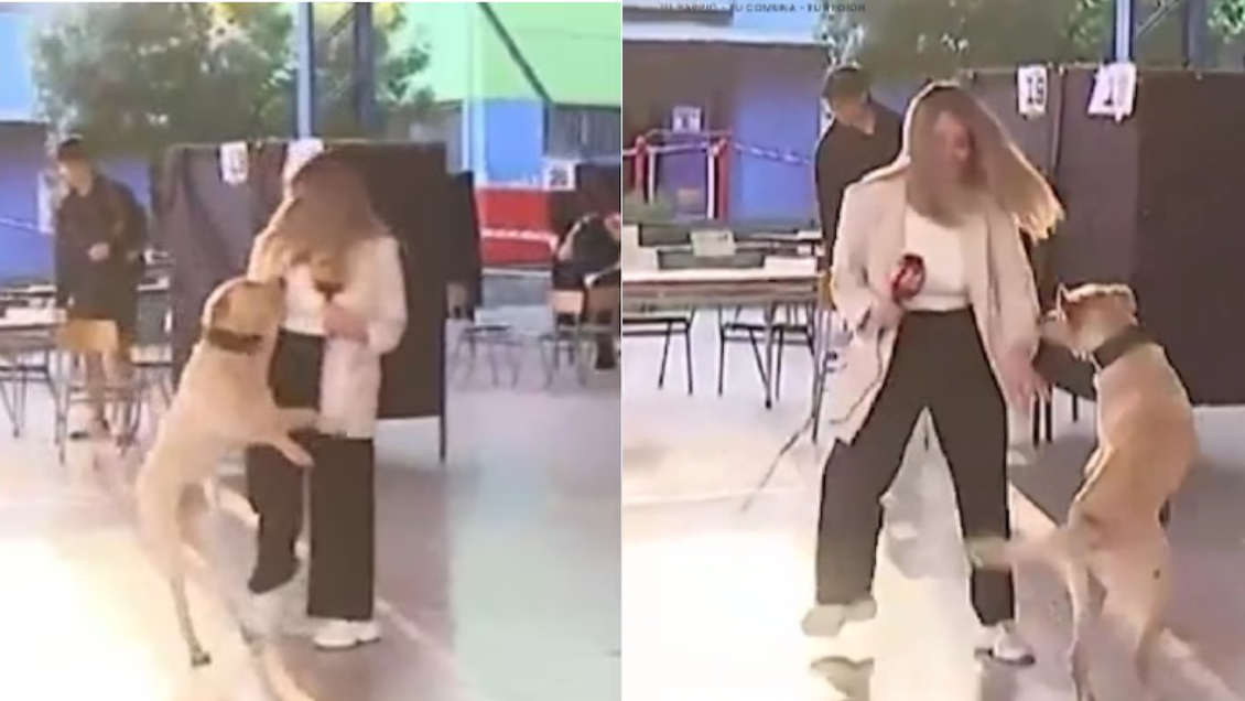 Periodista de TVN sufrió divertido impasse con perro en vivo: 