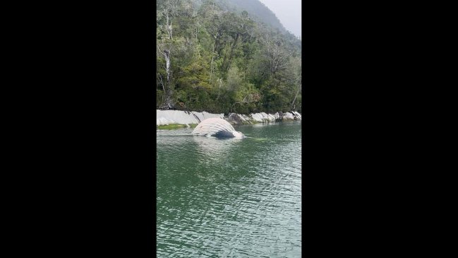 Conaf y ecologistas en alerta tras aparición de ballena muerta en la Reserva Nacional Kawésqar